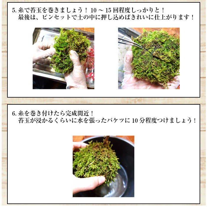 楽天市場 苔 苔玉 キット 敬老の日 選べる縁起物苔玉キット 2個セット 弥栄苔 楽天市場店