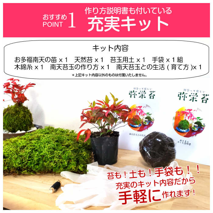 楽天市場 苔 苔玉 キット 敬老の日 お多福 南天 苔玉キット 弥栄苔 楽天市場店