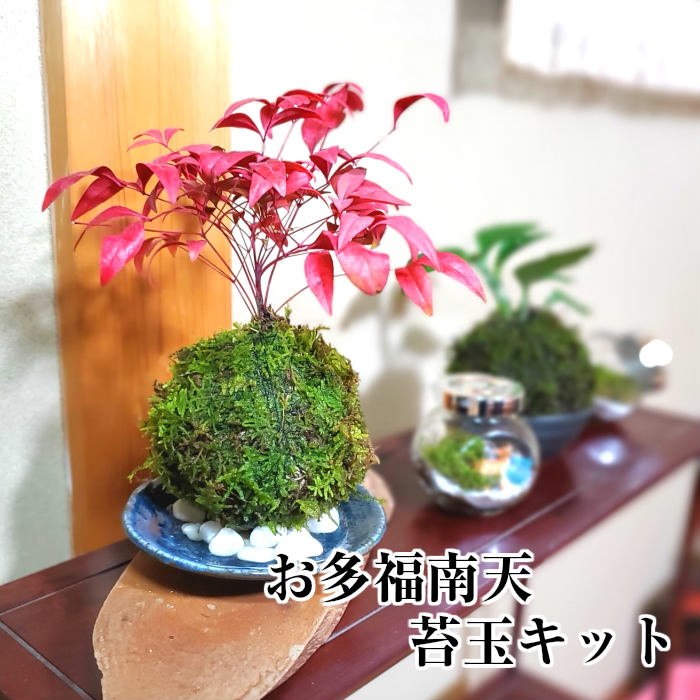 楽天市場】苔玉 苔 テラリウム 苔盆栽 【 天然 シノブゴケ