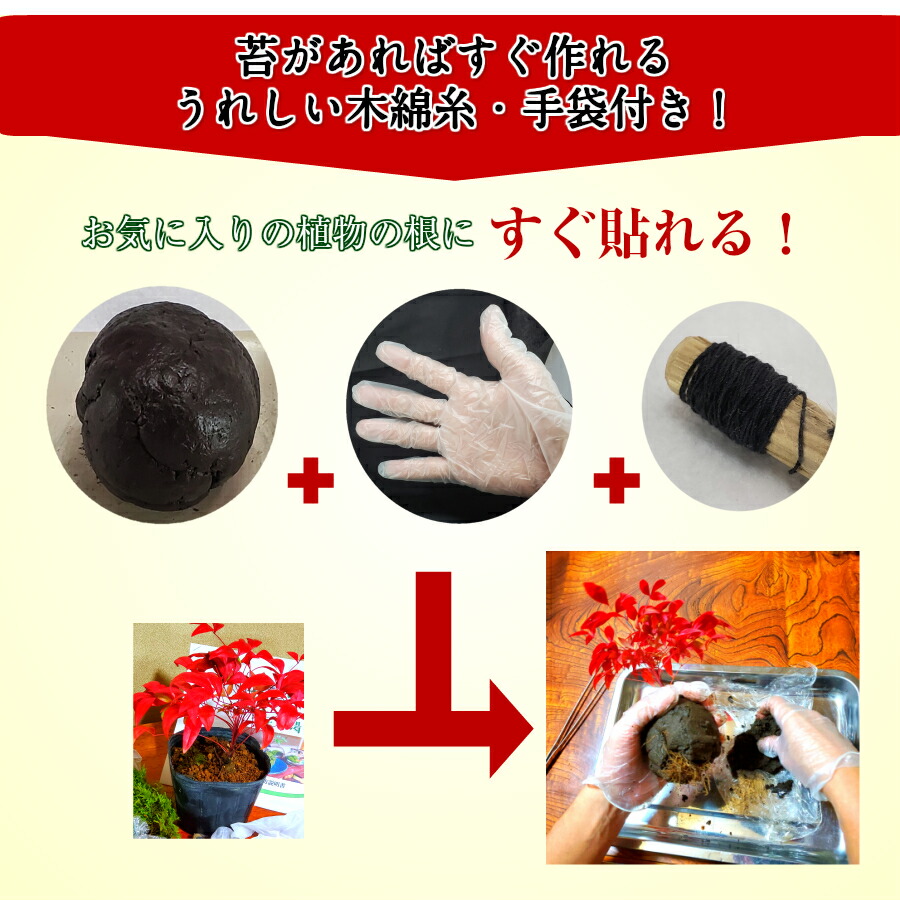 楽天市場 苔玉 キット 土 苔玉用土直径約6cm 小 初心者 手作り コケタマ 材料 作り方 説明書付 こけ コケガール コケ こけたま 弥栄苔 楽天市場店
