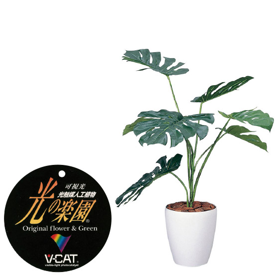 楽天市場】【クーポンで10%OFF】 ウッドボックストネリコミックス1.8