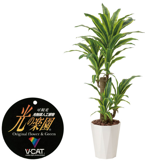 楽天市場】【クーポンで10%OFF】 ウッドボックストネリコミックス1.8