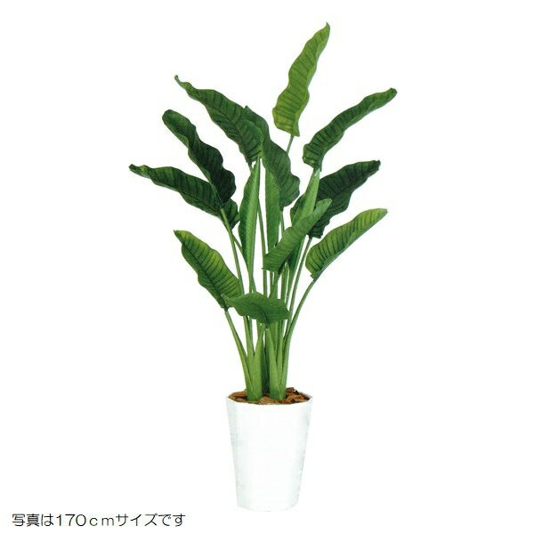 人工観葉草木 ストレリチア・オーガスタ MIX 200珊 高さ200珊 （P209-dt99172) （代引っ張ること不可） 室内装飾緑であること フェイクグリーン
