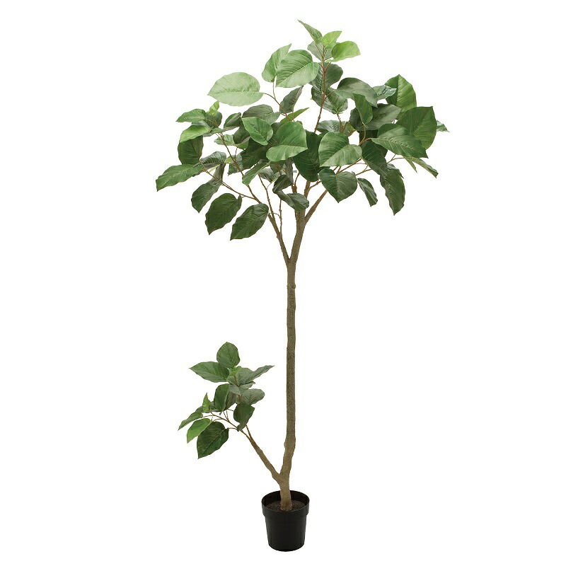 人工観葉植物 ウンベラータグランデ ポット 光触媒加工 高さ210cm （P195-zv307774) （代引き不可） インテリアグリーン フェイクグリーン