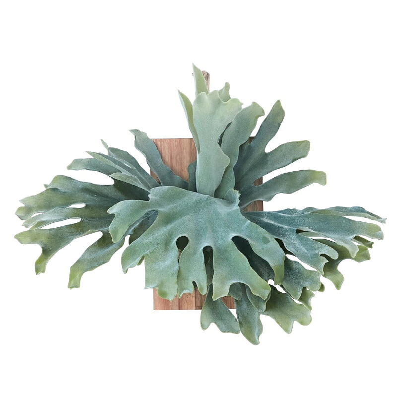 人工観葉植物 ビカクシダ ウォール ハンギング アカシア 30(1個入り)MIRAKANA 壁掛けタイプ ウォールグリーン インテリア フェイクグリーン 造花 WALL HANGINGグリーン|社人形会館店
