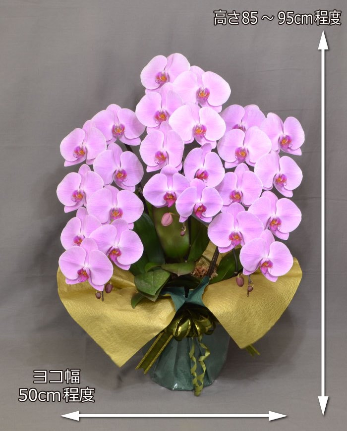 蘭生花 ピンク大輪胡蝶蘭 3本立ち 30輪程度 つぼみ含む 3f4l P1054 代引き不可 契約蘭農園直送 お祝い 開店祝 当選祝 お供え Ceconsolidada Cl