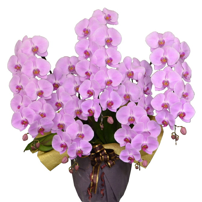 蘭生け花 サクラ色大輪夢見鳥蘭 5本立ち 60輪座標軸 蕾含む  （5F5L-P1062）（代引っ張ること不可） 儀式用 開店祝 当選祝 お供え 取りむすぶ蘭栽培所直送 ラッピングさし出し