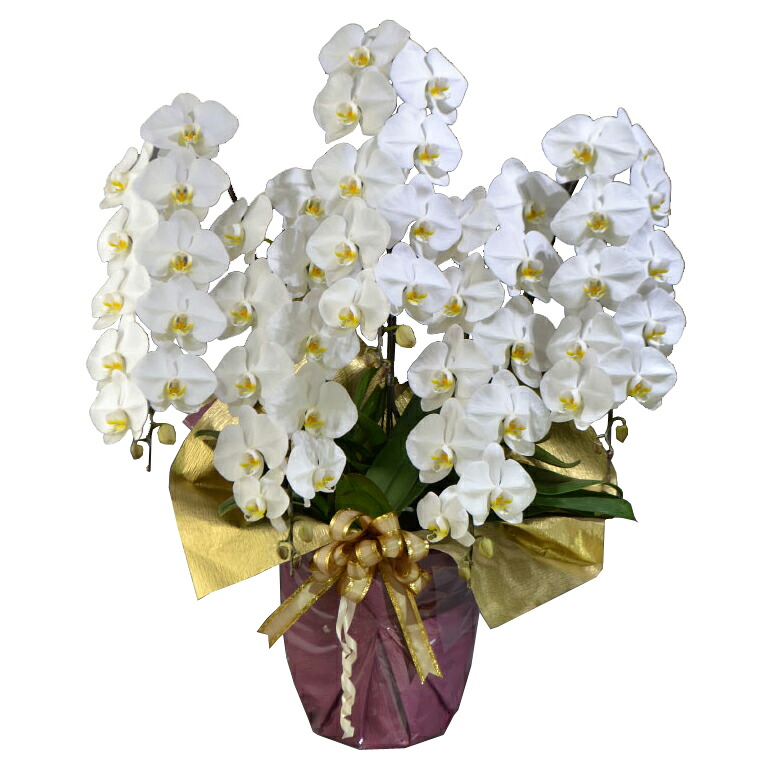 蘭生け花 白大輪夢見鳥蘭 5本立ち 60輪座標軸 蕾含む  （5F5L-P1022）（代引っ張ること不可） 儀式用 開店祝 当選祝 お供え 取りむすぶ蘭栽培所直送 ラッピングさし出し