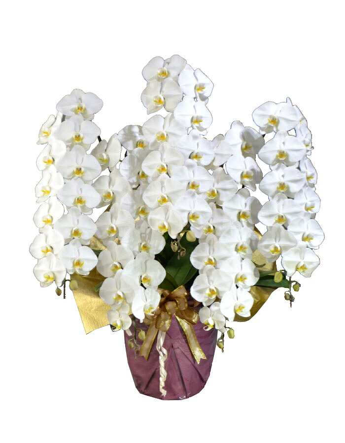 蘭生け花 白大輪夢見鳥蘭 5本立ち 65輪座標軸 蕾含む  （5F6L-P1023）（代引っ張ること不可） 儀式用 開店祝 当選祝 お供え 取りむすぶ蘭栽培所直送 ラッピングさし出し