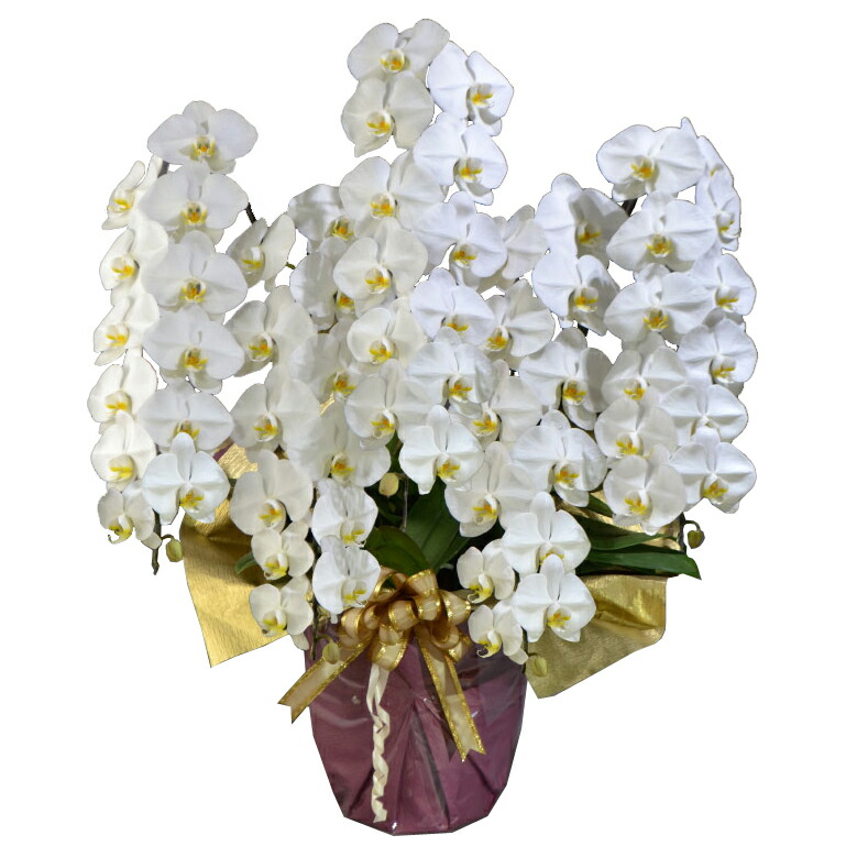 蘭生け花 白大輪夢見鳥蘭 5本立ち 70輪座標軸 莟含む  （5F7L-P1024）（代引っ張ること不可） 祝い事 開店祝 当選祝 お供え 申しあわせ蘭栽培所直送 ラッピングさし出し