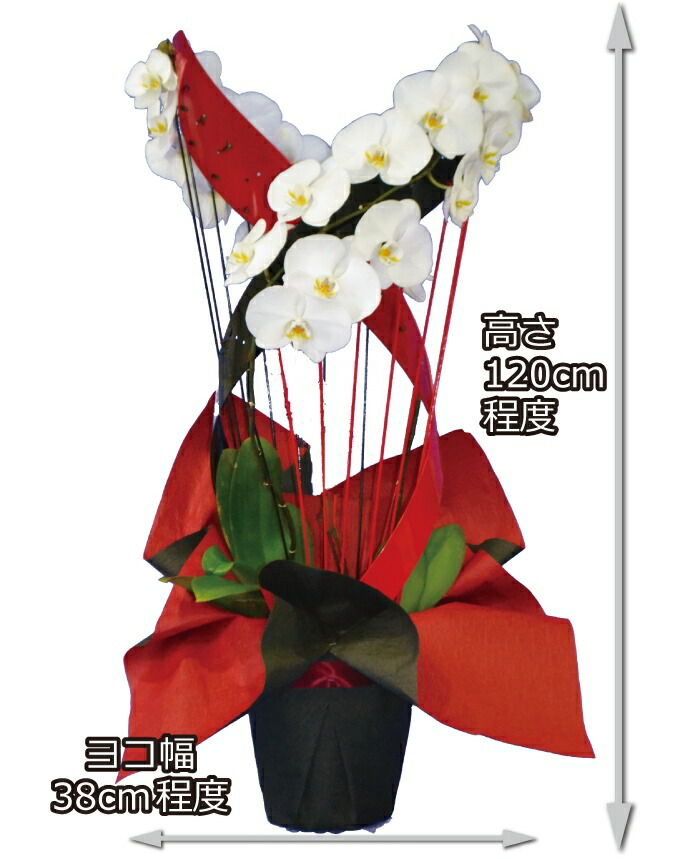 蘭生花 彩華のワルツ ハーモニー ワルツハーモニー P1160 代引き不可 契約蘭農園直送 お祝い 開店祝 当選祝 お供え Fitolab Com Br