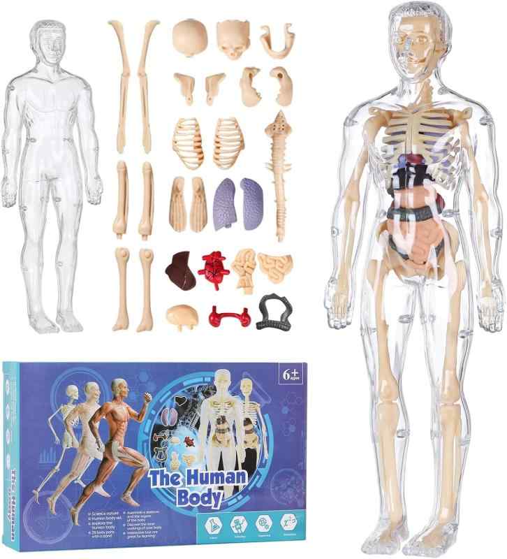 楽天市場】KIYOMARU ソフトな質感で15分解できる卓上サイズの人体解剖