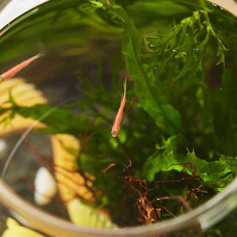 DIY 生態瓶 キット 苔 植物 ガラス 容器 卓上 盆栽 微景観 インテリア グリーン デスク 飾り ミニチュア ガーデン 自然素材 セット
