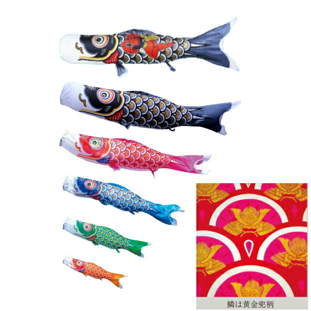 楽天市場】【単品こいのぼり】金箔ぼかしの鯉祝寿鯉 0.8m~10m