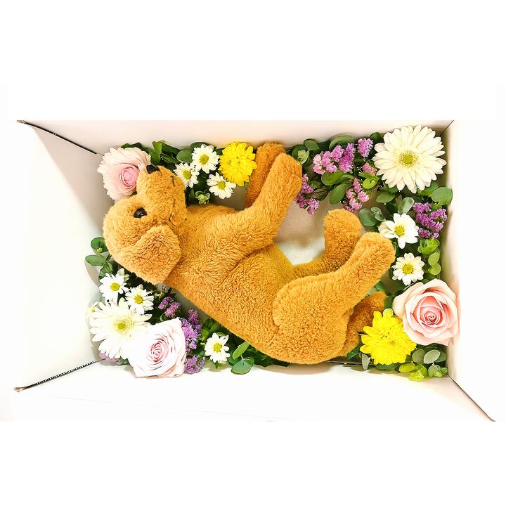 ＹＡＹＯＩ ペット 棺 【届いてすぐ安置】【 お棺 防水シート ドライアイス5kg お見送りセット 】 S～M 小型犬 猫 うさぎ 14:00注文で 当日出荷 白無地 段ボール箱 ひつぎ 葬儀 お別れ そのまま火葬 お棺：55cm&times;36cm高さ28cmまで可変 防水シートドライアイス5kg付セット｜氷販売店