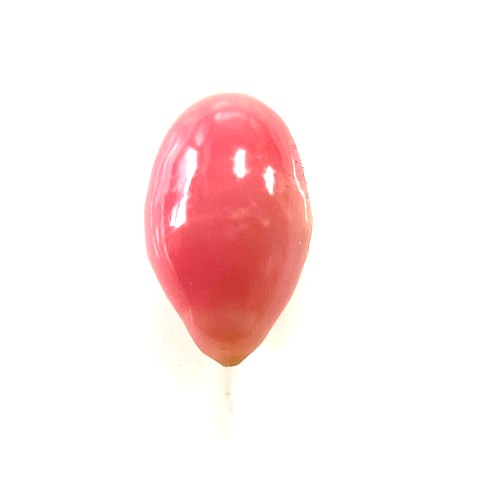 コンクパール　0.66ct　ルース｜gem-ichinose