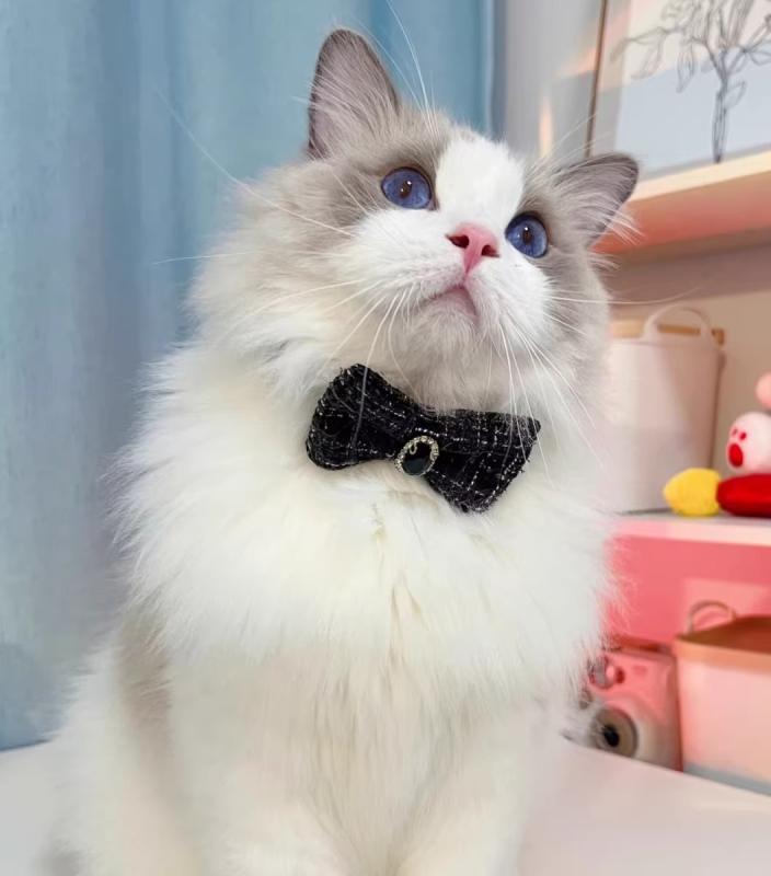 おすすめ 犬 猫 愛玩動物 グッズ 可愛らしい 今めかしい 頸飾り かざり付ける 蝶タイ 伝達ルート石ころ キラキラ 連合王国 御姫様 自然調整能力のある バックル 安全性のある 照合のしるし ツィード シュロの葉