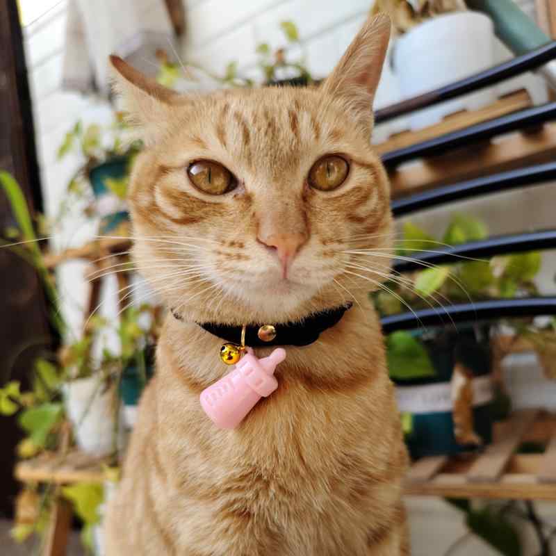 おすすめ 犬 猫 愛玩動物 グッズ 可愛らしい 今めかしい 頸飾り かざり付ける 鈴 呼びりん 安全性のある 哺瓶 引きつける 分かりやすい