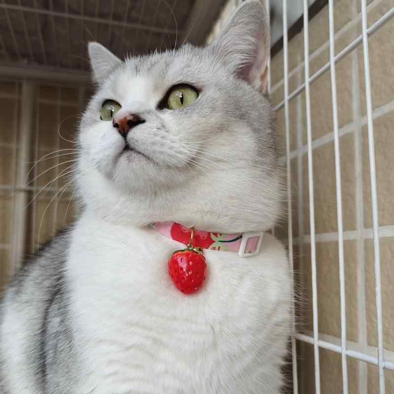 おすすめ 犬 猫 愛玩動物 グッズ 可愛らしい 今めかしい 頸飾り かざり付ける オランダ苺 安全性のある 鈴 呼びりん 花柄 バックル 分かりやすい