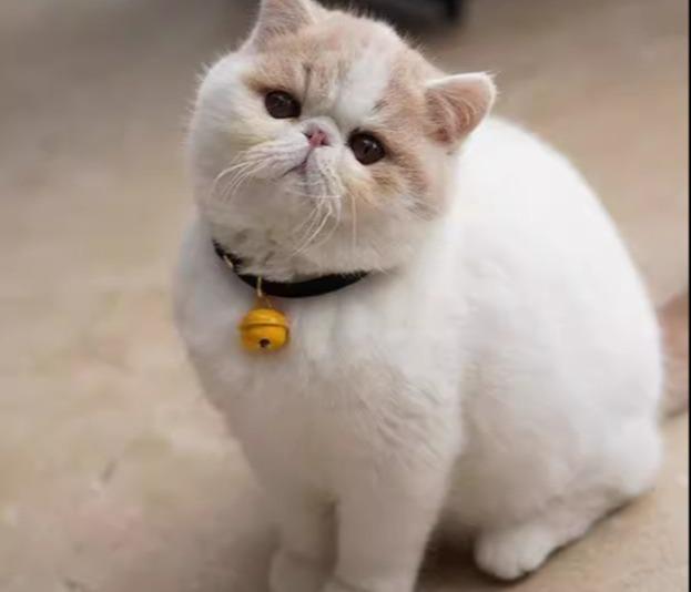 おすすめ 犬 猫 愛玩動物 グッズ 可愛らしい 今めかしい 頸飾り かざり付ける 安全性のある バックル 呼びりん 鈴 無声映画 分かりやすい