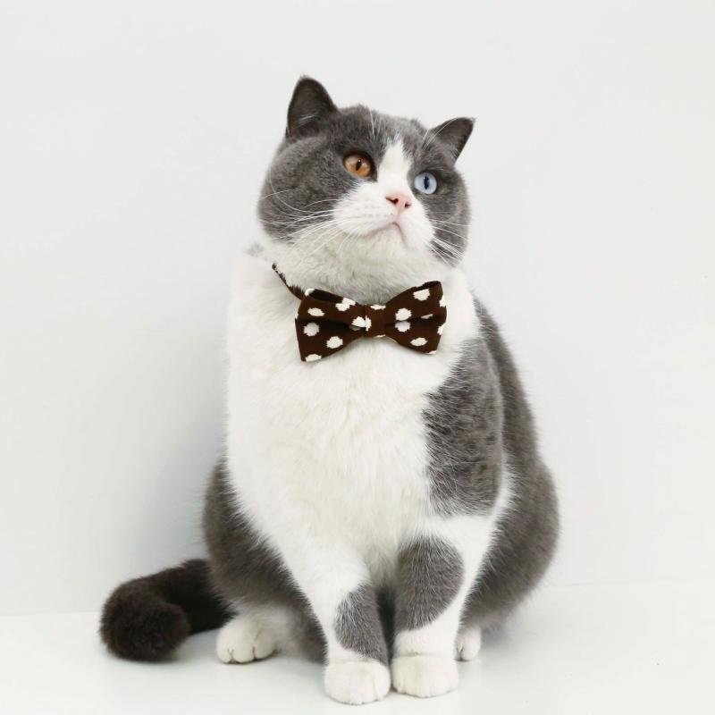 おすすめ 犬 猫 愛玩動物 グッズ 可愛らしい 今めかしい 頸飾り かざり付ける ヒョウ柄 水玉 蝶タイ シュロの葉 ゼブラ柄 点点 分かりやすい バックル 安全性のある