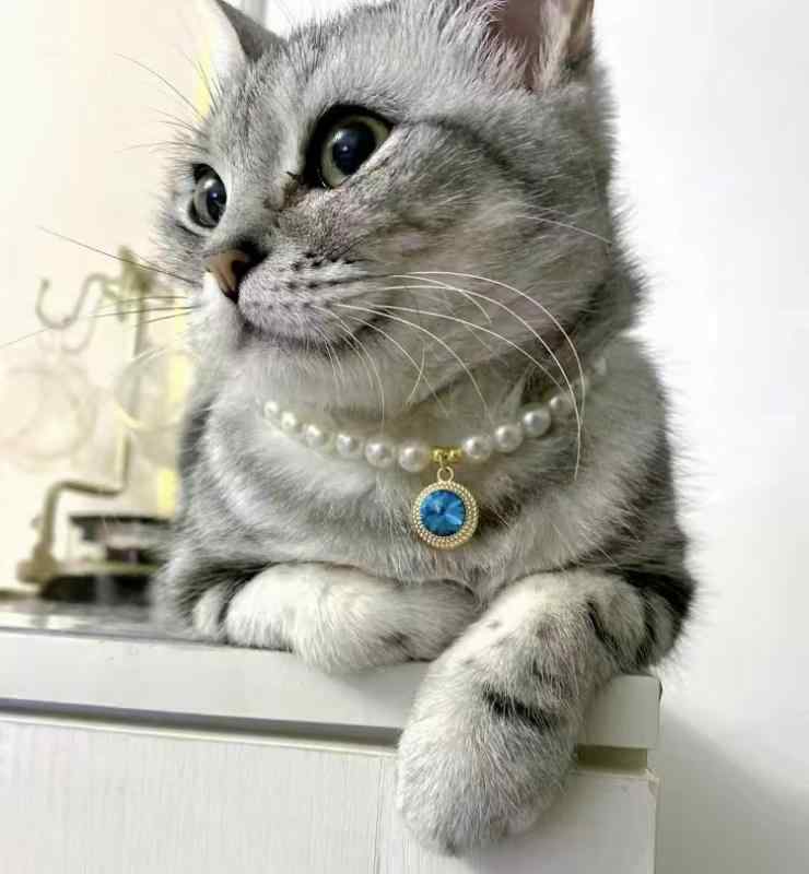 おすすめ 犬 猫 愛玩動物 グッズ 可愛らしい 今めかしい 頸飾り かざり付ける 軽さ パール 首飾り 宝飾品 付属品 分かりやすい キラキラ