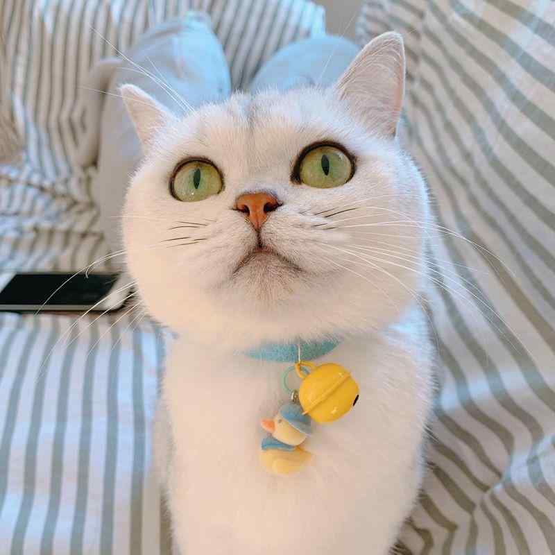 おすすめ 犬 猫 愛玩動物 グッズ 可愛らしい 今めかしい 頸飾り かざり付ける 間鴨 無声映画 呼びりん 鈴 バックル 安全性のある 分かりやすい 引きつける