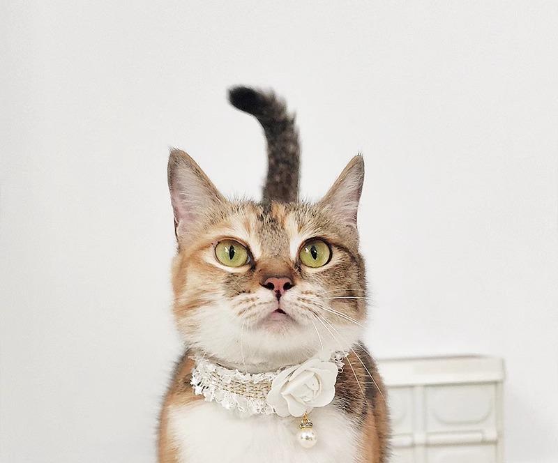 おすすめ 犬 猫 愛玩動物 グッズ 可愛らしい 今めかしい 頸飾り かざり付ける 窈窕たる 自然調整能力のある パール シュロの葉 蝶タイ 分かりやすい 花 薔薇 椿 サクラ色 フラウンス スピード競技 飛び切り ツィード キラキラ 伝達ルート石ころ