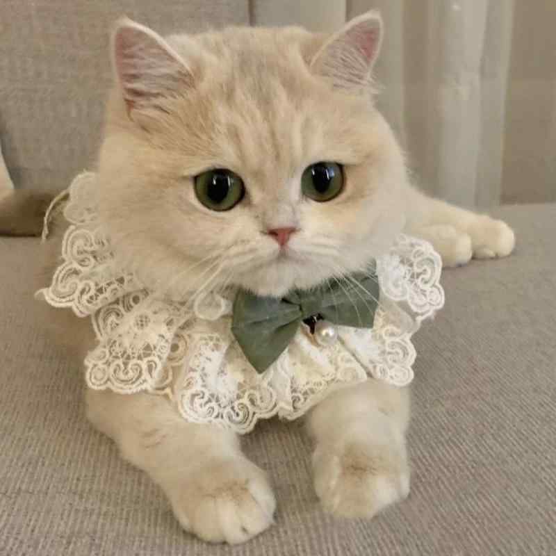 おすすめ 犬 猫 愛玩動物 グッズ 可愛らしい 今めかしい 頸飾り かざり付ける えり巻き よだれかけ シュロの葉 スピード競技 フラウンス ガーリー 分かりやすい 蝶タイ パール
