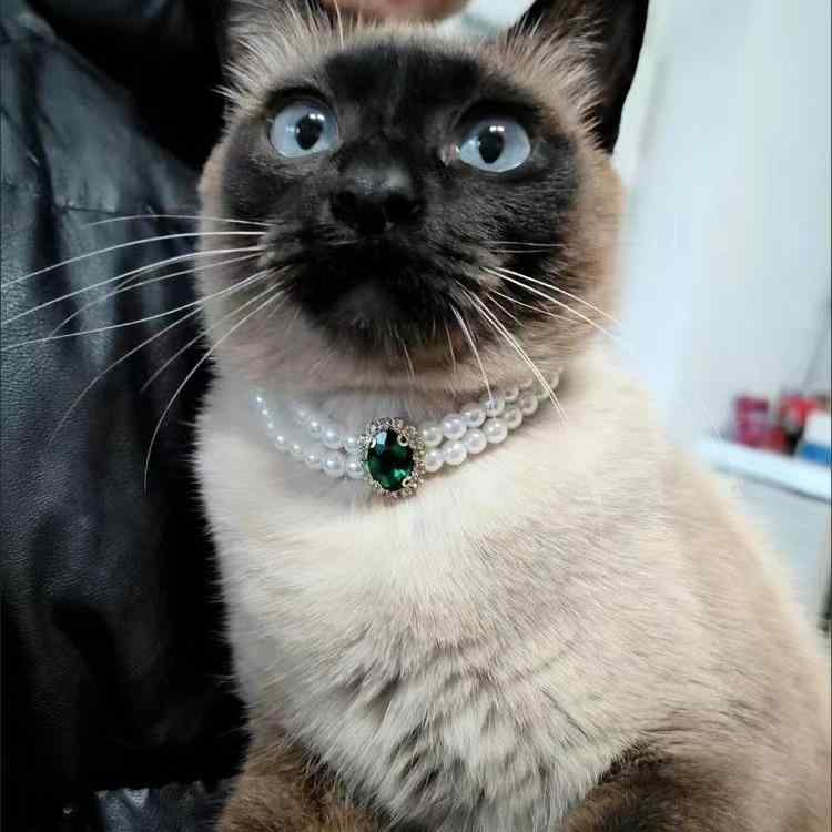 猫 首輪 ネックレス ペット用品 猫用 二層パール 孔雀グリーン 幾何学模様 樹脂製 プリンセス風 かわいい ペットアクセサリー ペット用装飾品(x20)