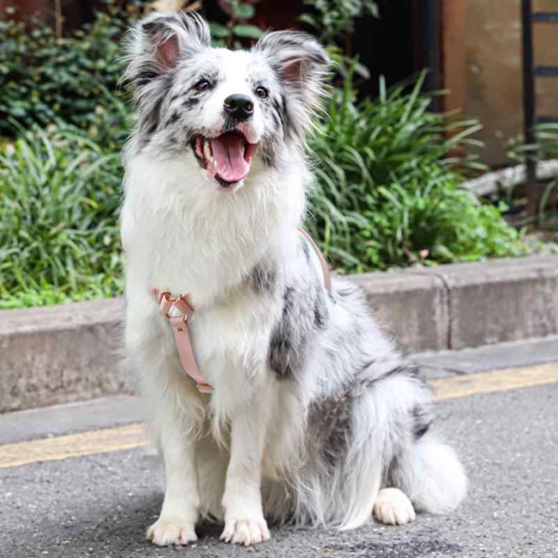 愛玩動物装置 犬用 馬具 先んじる さくら色ゴールド 金具 好いたらしい パステル色の 愛玩動物 首飾り 引っ張ること索条 緑であること さくら色 黒いこと 赤いこと 青碧(x100)