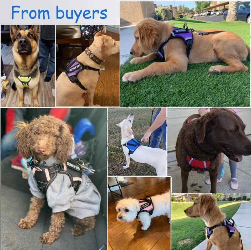 犬用馬具 限りない 大 中 小型犬 胴輪 照りかえす原材料 布製 青 黒 赤 伸縮能力のある(x20)