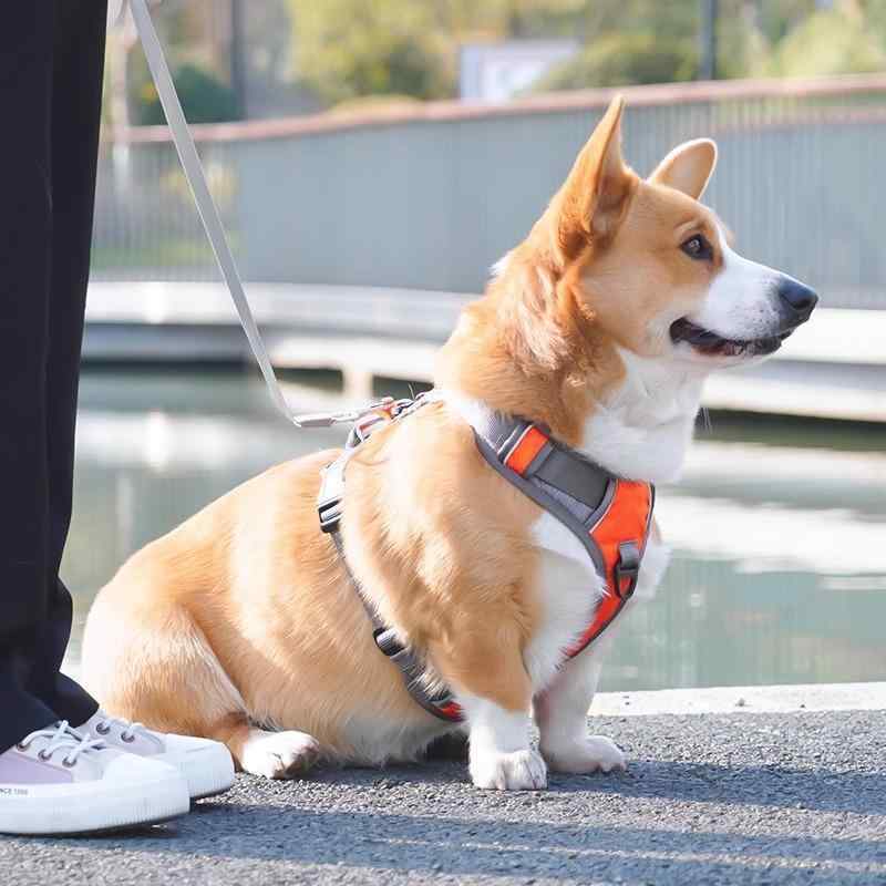 愛玩動物 胸当て 馬具 犬用 胴輪 中型犬 大型犬 小型犬 引っ張ること索条 ほっつき歩く用 オレンジ色 黒 赤 紫 ナイロン製 通気性 調節する能力のある 伸縮先んじる 飾り気の無い着脱(x100)