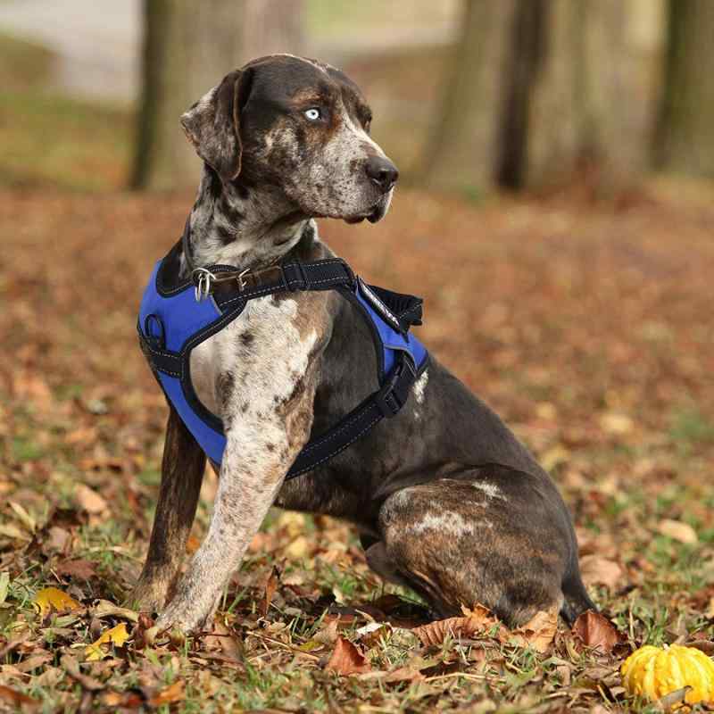 胸当て 胴輪 犬 先んじる 照りかえす材 通気性 飼い犬 小型犬 中型犬 大型犬 愛玩動物装置 青碧 黒いこと 赤いこと パープル サクラ色 薄墨色 XS S M L XL XXL(x100)