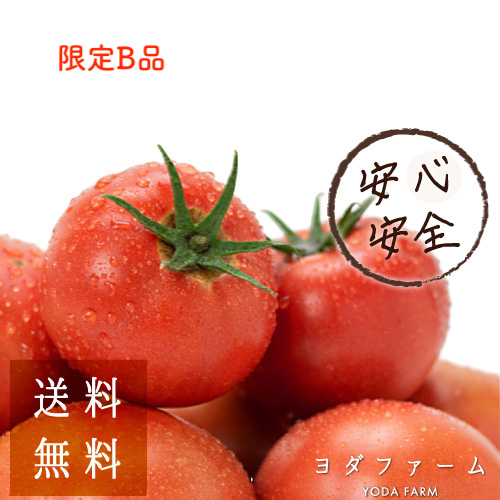 約8kg B気格品物 4桂月12日づけ一層費用命受付初っきり ご門用 簡略荷作り わけあり おためし 貨物輸送無料 トマト 心の平和堅牢 百姓直送 令堂桃太郎トマト ヨダファーム 樹上練れる トマト度合1等級 つゆ ピューレ 垂れ にもおすすめ おうちピリオッド Cjprimarycares Com