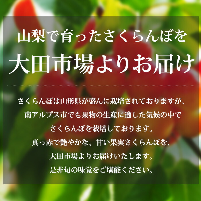 さくらんぼ 佐藤錦 頬べに秀峰 秀品 Lサイズ かれこれ1kg Ja南アルプス見本市 山梨県産出 送料無料 産地直送 桜んぼ さとうにしき べにしゅうほう 山梨 お取り寄せ フルーツ 果物 礼物 恵与使い方 供え 内祭式 生みおとす祝い 産直割増 Cannes Encheres Com