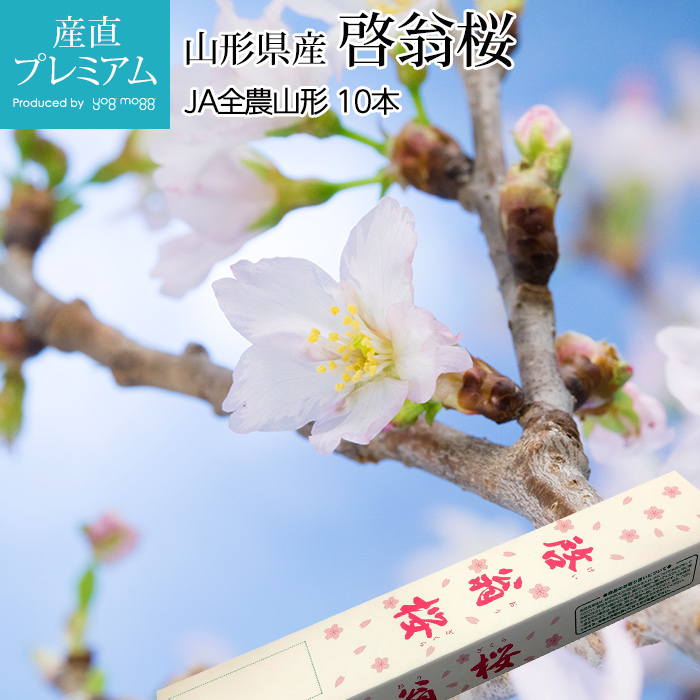 楽天市場 あす楽 14時まで 啓翁桜 さくら 桜 12本 花束 切花 生花 サクラ けいおうざくら 花 桜のお花 正月桜 フラワーギフト お歳暮 正月 迎春 お正月 誕生日 お祝い 送別会 花ギフト プレゼント お花見 山形 寒河江 けいおう桜 花のギフト社onlineshop