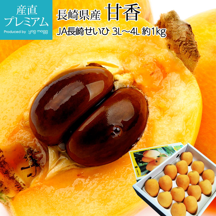 びわ 甘香 約1kg 3L～4Lサイズ 12～16玉 ハウス栽培 長崎県産 枇杷 ビワ あまか 長崎 お取り寄せ フルーツ 果物 ギフト 贈答 プレゼント 産直プレミアム