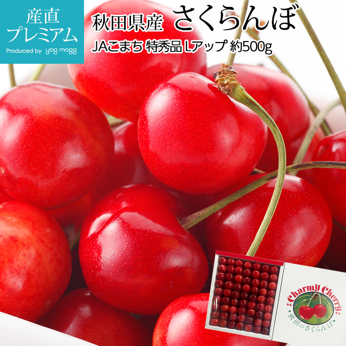 【マラソン限定店内全品P2倍】 さくらんぼ 佐藤錦 紅秀峰 特秀品 約500g Lサイズアップ 秋田県産 サクランボ さとうにしき べにしゅうほう お取り寄せ フルーツ 果物 ギフト 贈答 プレゼント 内祝い 産直プレミアム