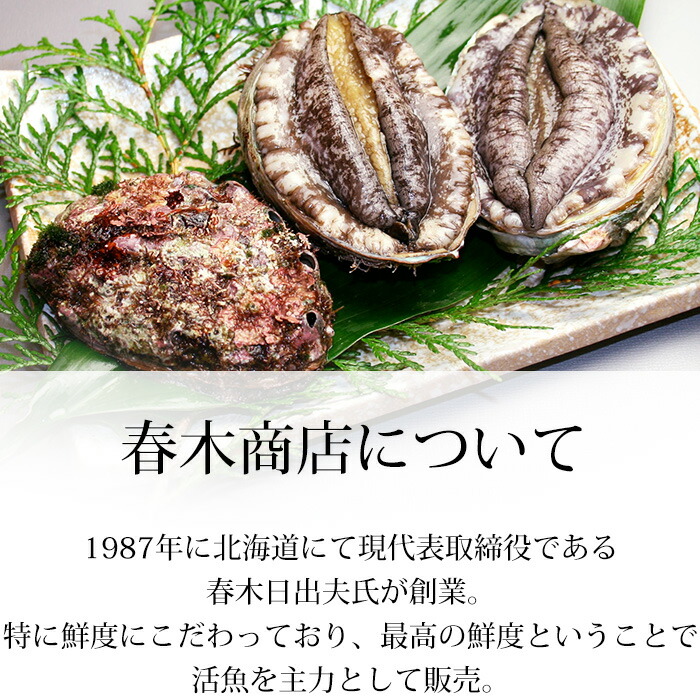 市場 貝類 活 約500gup えぞあわび 送料無料 春木商店 あわび 活あわび 活蝦夷あわび 10個入 アワビ 鮑