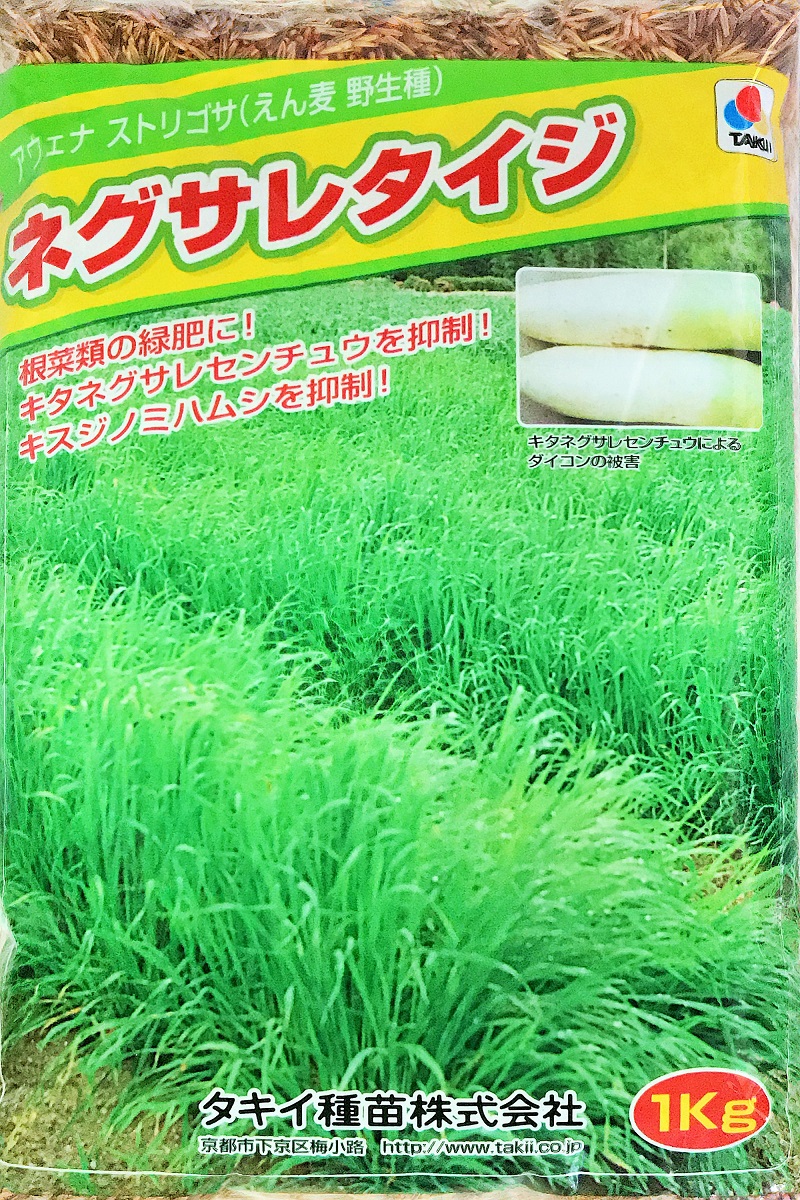 楽天市場】バミューダグラス種子 1kg 紅大貿易 芝の種 : タネの問屋さん養本社