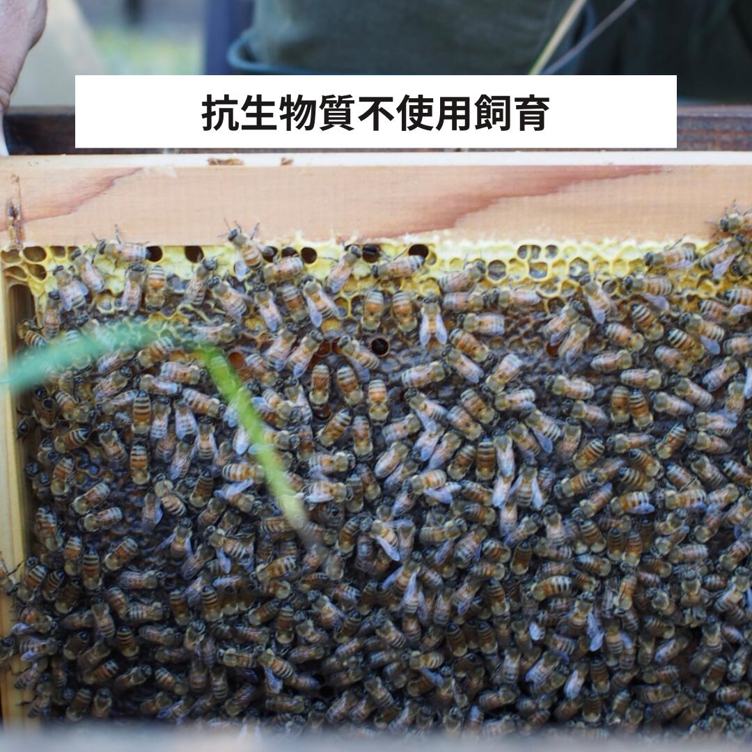 2026年 新蜜解禁！ 真似る