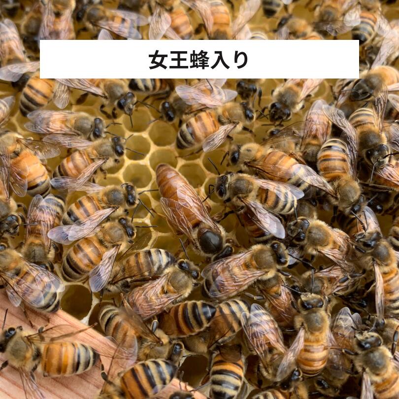 交配用みつばち 女王蜂入り 3枚群 + 1枚蜜巣 約6000匹