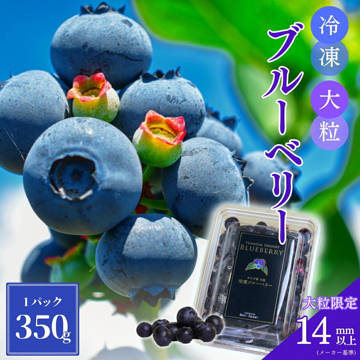 新入荷 超希少特大粒秀品 高級採れたて 新鮮生ブルーベリー 超お