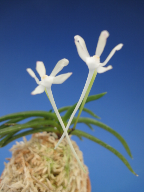 蘭 古典植物 フウラン   べにすずめ 2-3条 花  買取 富貴蘭 紅雀