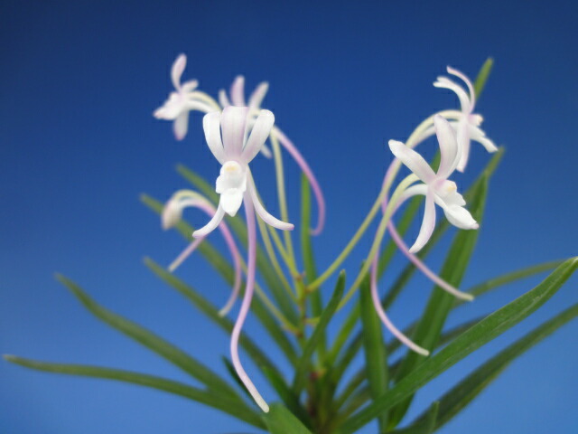 楽天市場】【富貴蘭】藤娘（ふじむすめ）1条/ 花 蘭 古典植物 フウラン