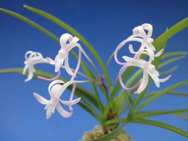 楽天市場】【富貴蘭】黄鳳（こうほう）1条/ 花 蘭 古典植物