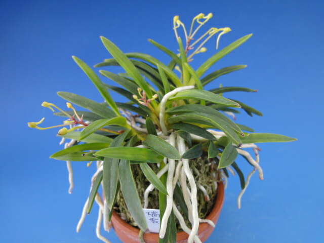 富貴蘭 御城覆輪 フウキラン 20本以上 大株 群生 白覆輪 ラン 盆栽 富貴蘭 御城覆輪 フウキラン 20本以上 大株 群生 白覆輪 ラン 盆栽