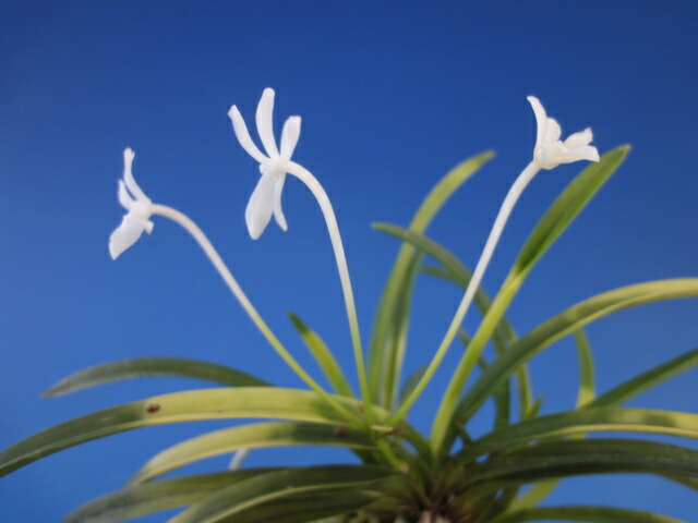 富貴蘭　白翁(長生殿白覆輪) 富貴蘭 白翁 富貴蘭白翁