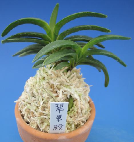 楽天市場】【富貴蘭】駿河覆輪（するがふくりん）1条/ 花 蘭 古典植物